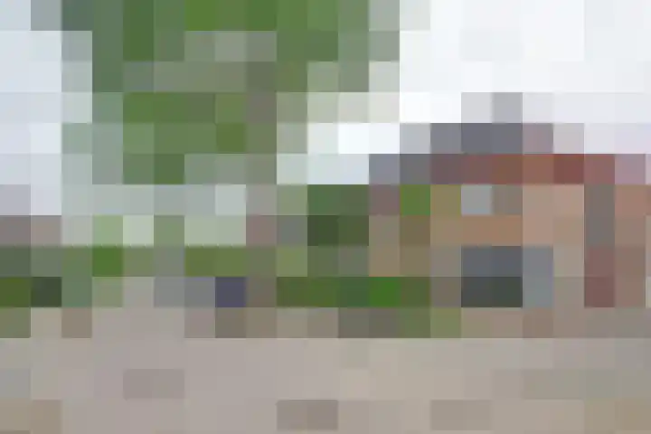 Akelei 17 Maasbree thumbnail 33
