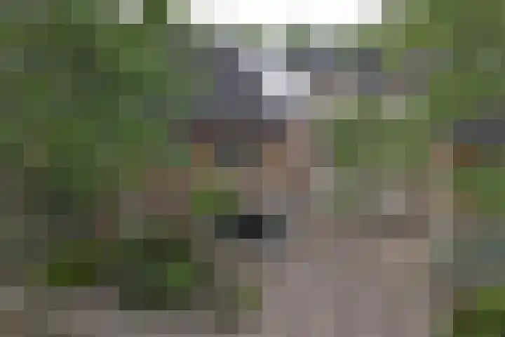 Akelei 17 Maasbree thumbnail 36