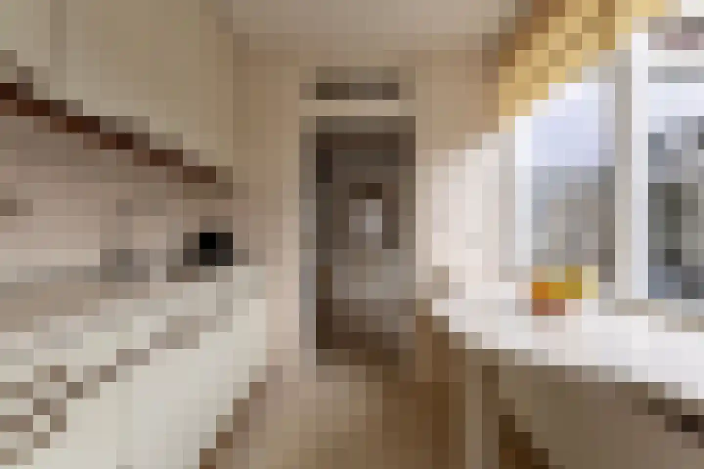 Akelei 25 Borne thumbnail 12