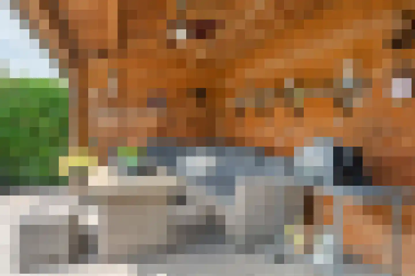 Akelei 26 Tiel thumbnail 47