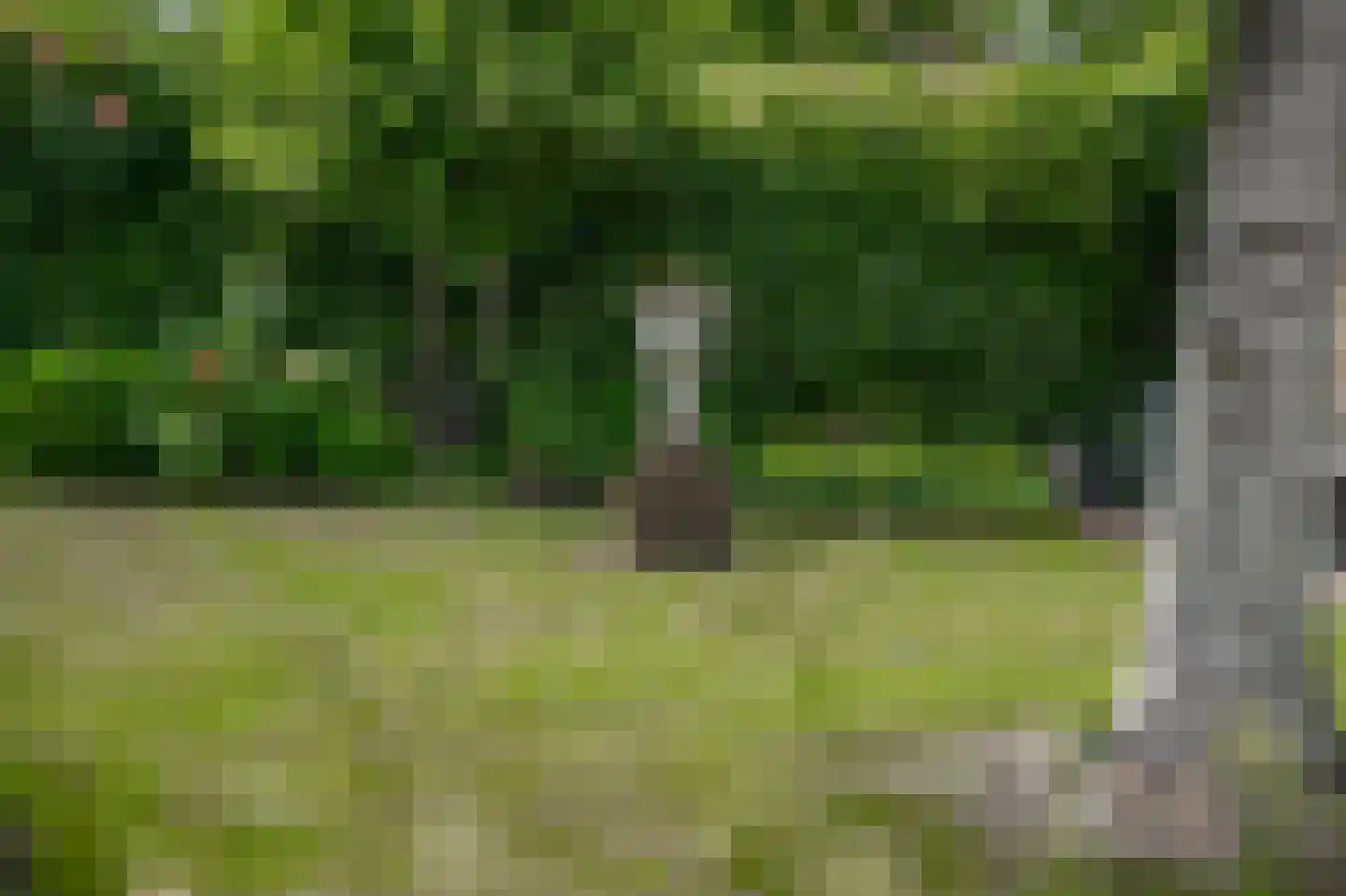 Akelei 29 Tiel thumbnail 17