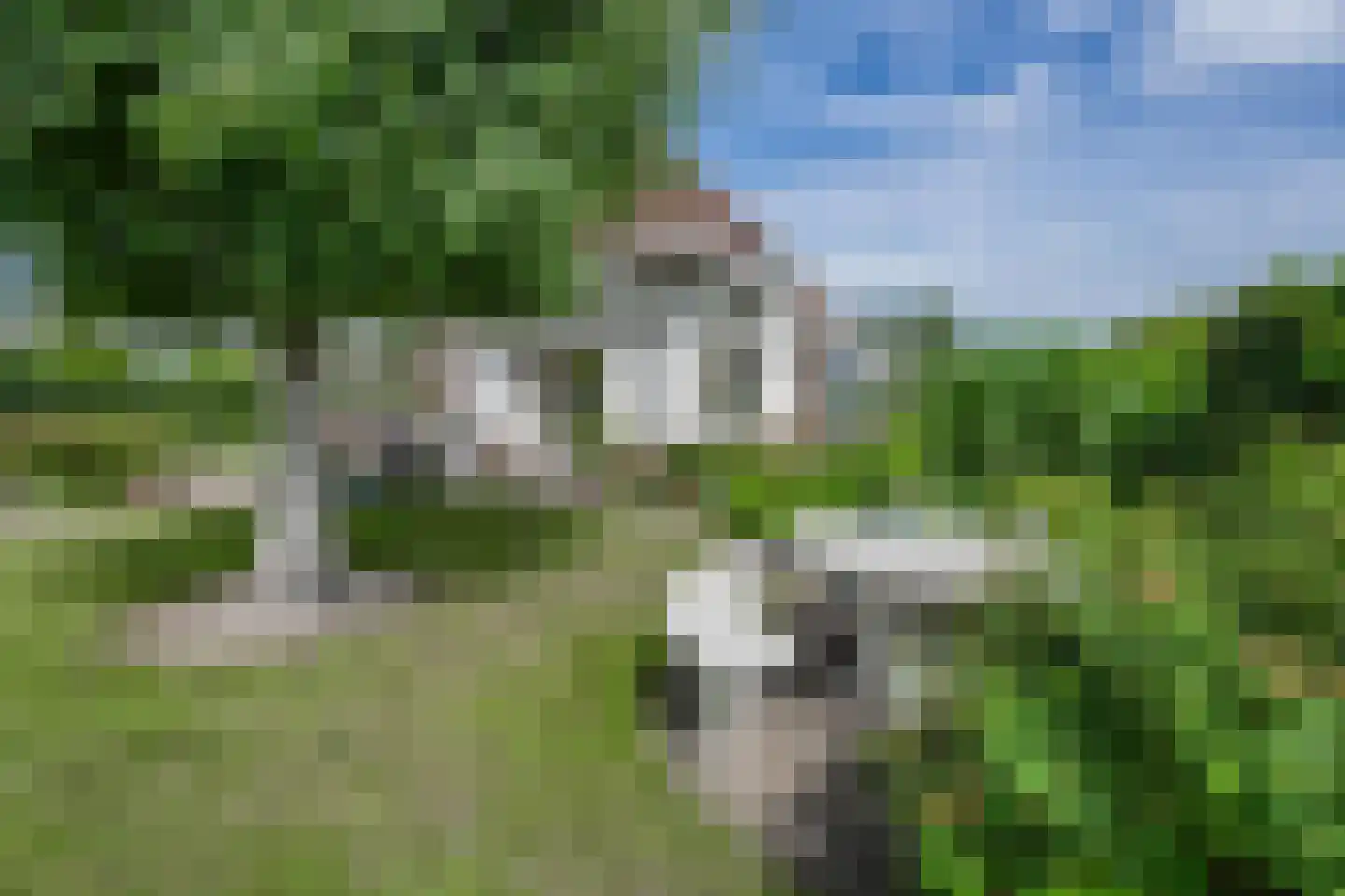 Akelei 29 Tiel thumbnail 20