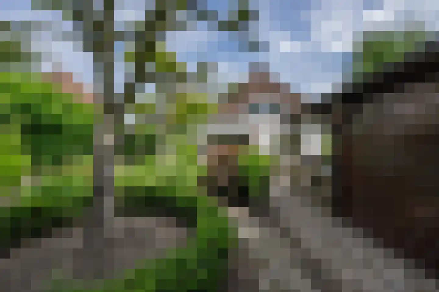 Akelei 29 Tiel thumbnail 26