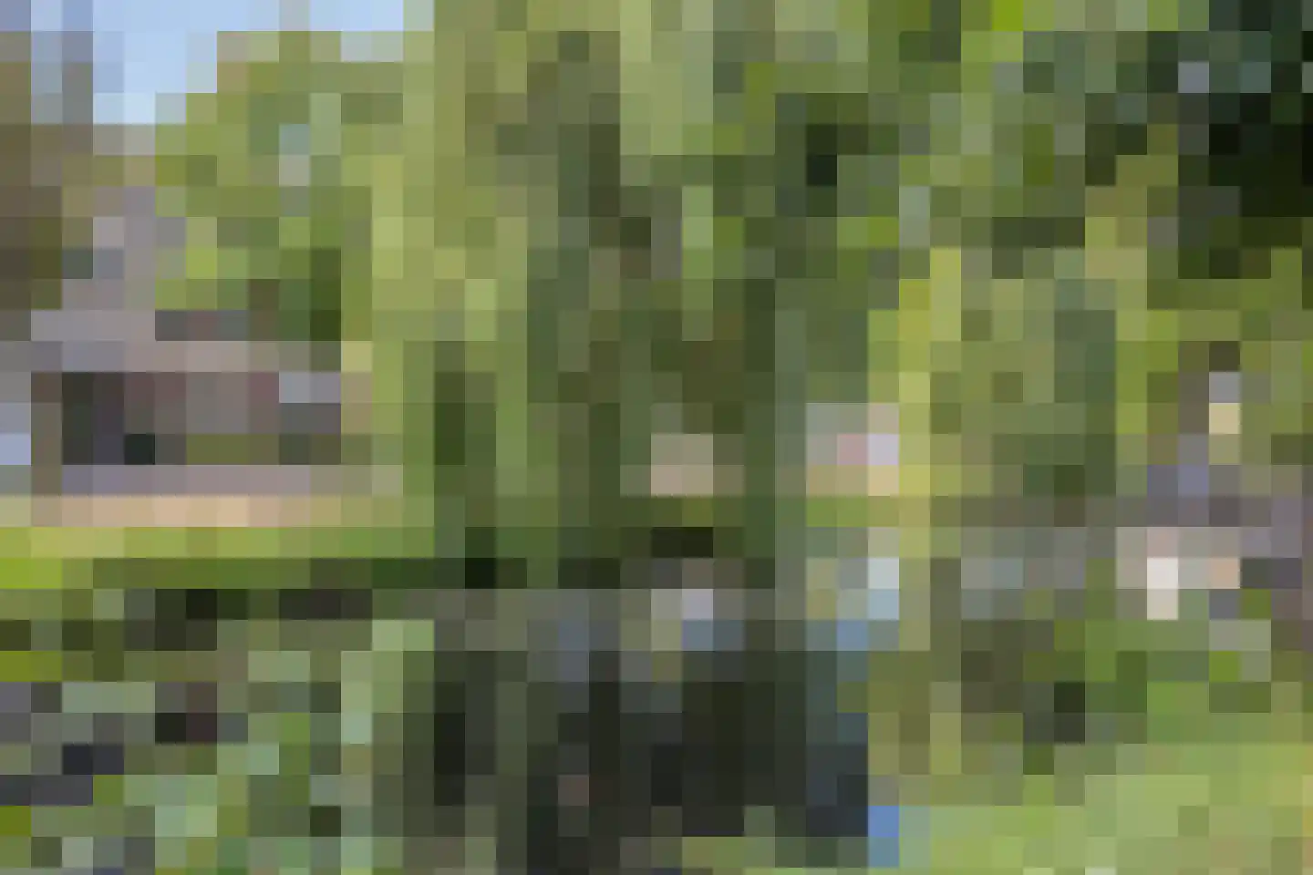 Akelei 63 Noordwijkerhout thumbnail 35