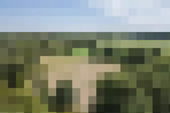 Akert 134 Geldrop thumbnail 44