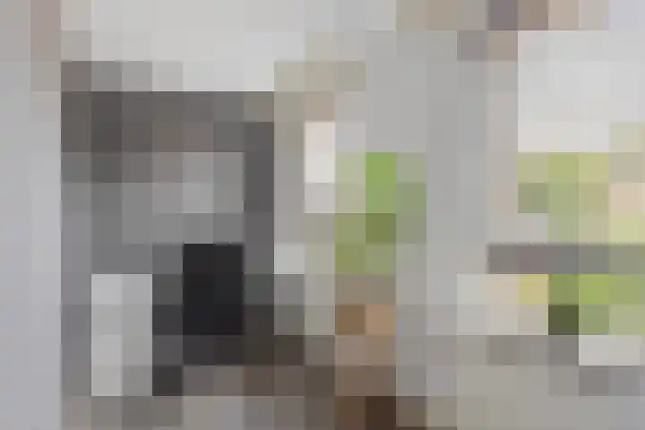Akker 44 Borne thumbnail 14