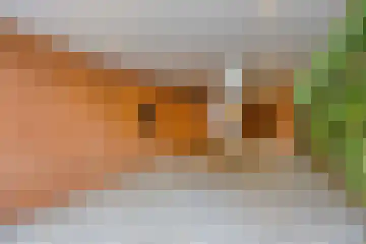 Akkerdistel 1 Rotterdam thumbnail 35
