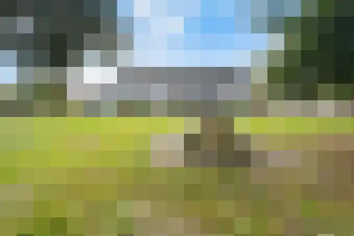 Akkerdistel 121 Klazienaveen thumbnail 32