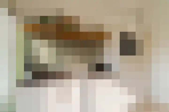 Akkerdistel 13 Rotterdam thumbnail 15