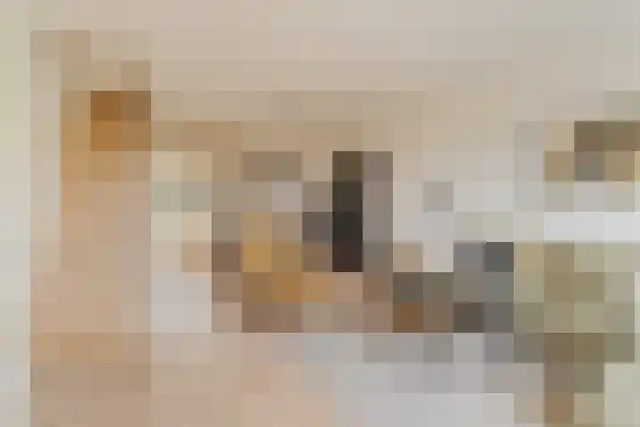 Akkerdistel 13 Rotterdam thumbnail 16