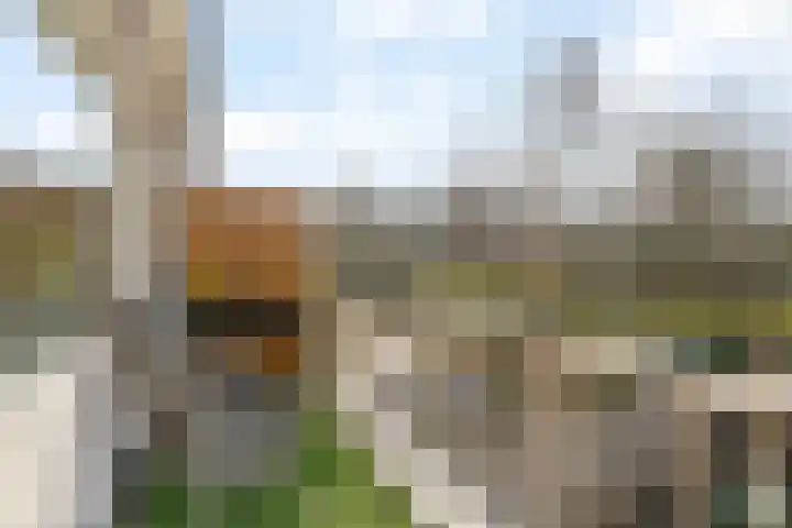 Akkerdistel 13 Rotterdam thumbnail 35