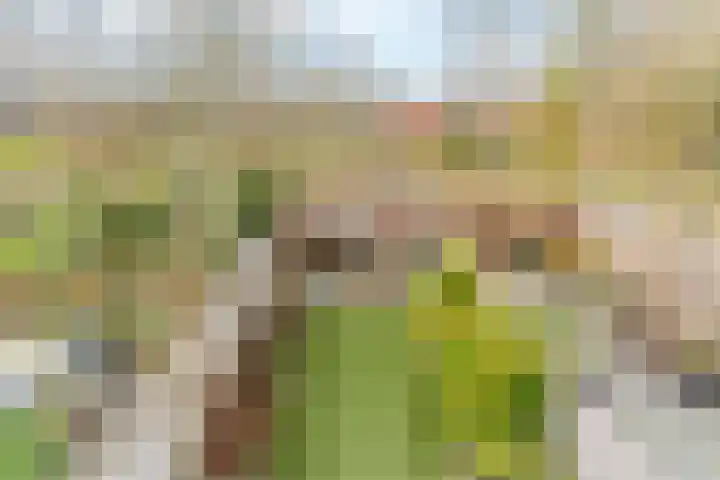 Akkerdistel 13 Rotterdam thumbnail 4