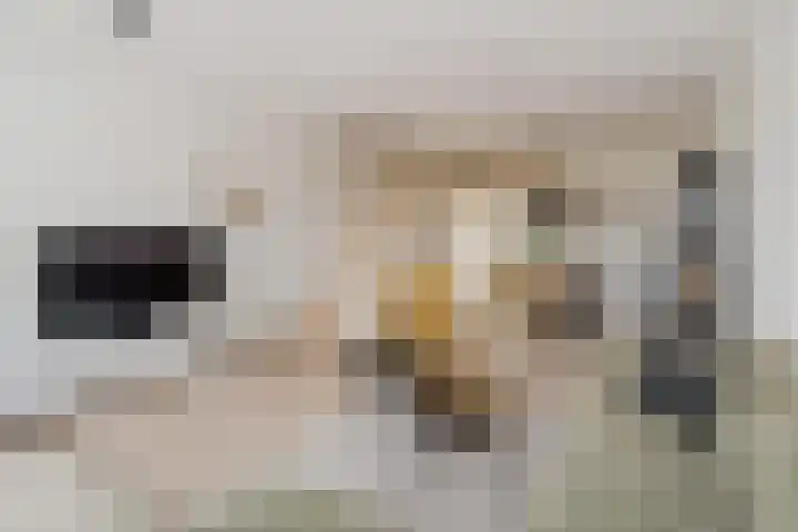 Akkerdistel 13 Rotterdam thumbnail 8