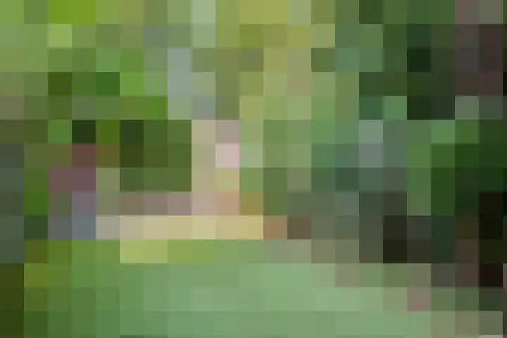 Akkerdistel 15 Rotterdam thumbnail 17