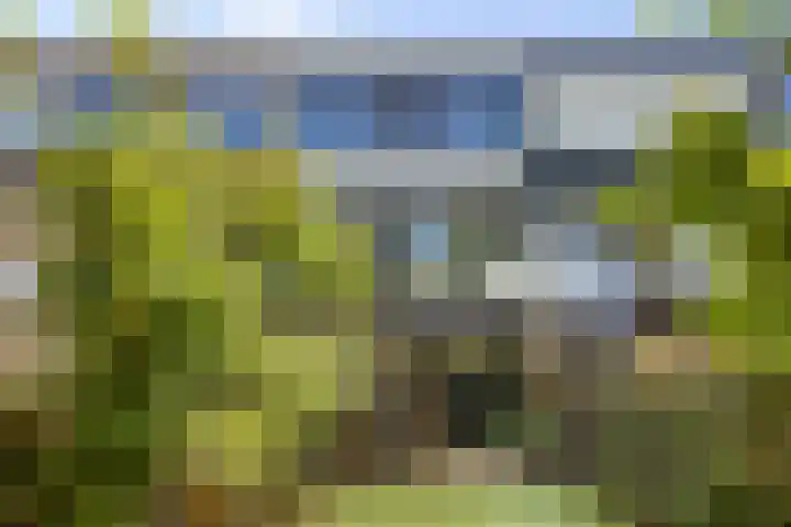 Akkerdistel 15 Rotterdam thumbnail 18