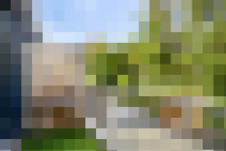 Akkerdistel 15 Rotterdam thumbnail 28