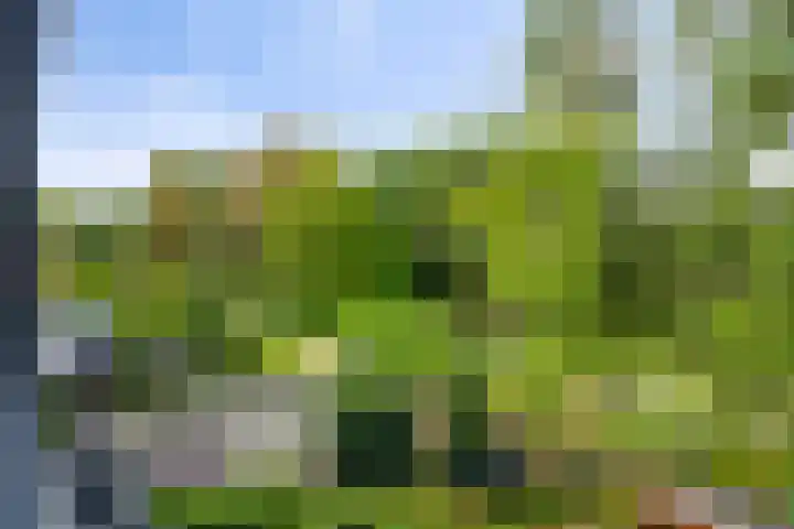 Akkerdistel 15 Rotterdam thumbnail 36