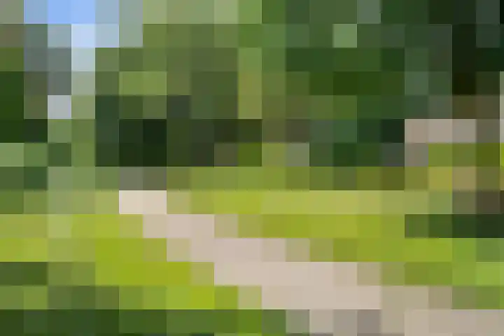 Akkerdistel 15 Rotterdam thumbnail 42