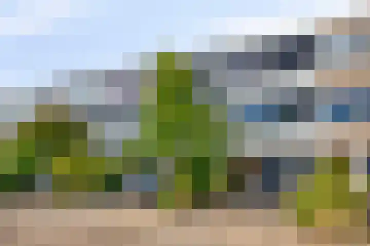 Akkerdistel 15 Rotterdam thumbnail 6