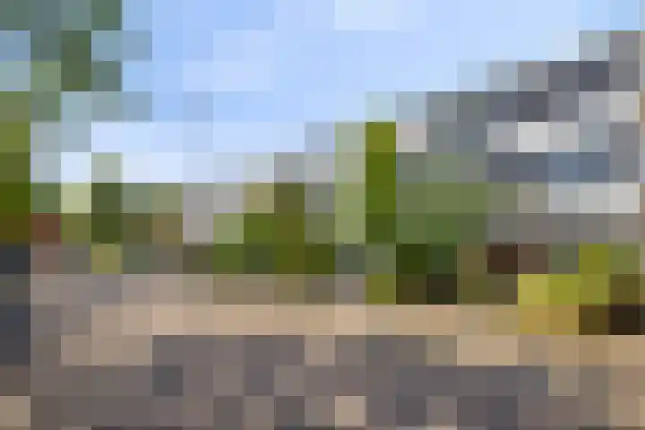 Akkerdistel 15 Rotterdam thumbnail 7