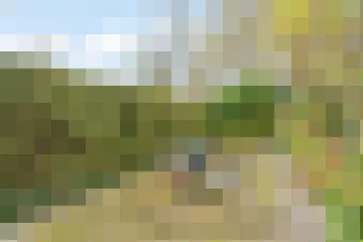 Akkerdistel 5 Rotterdam thumbnail 30