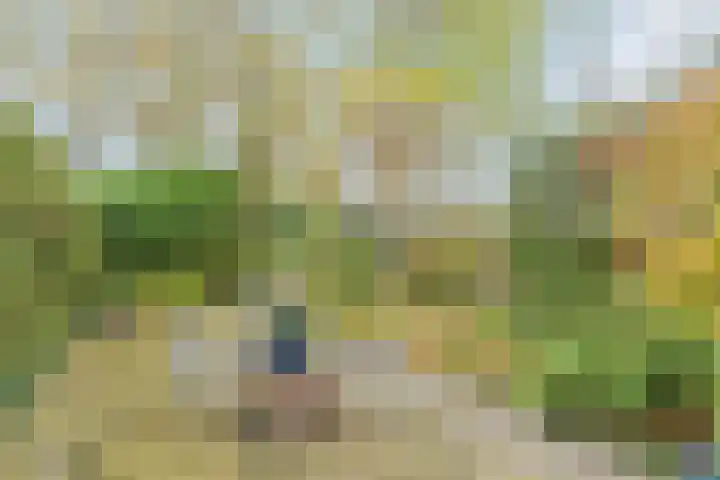 Akkerdistel 5 Rotterdam thumbnail 31