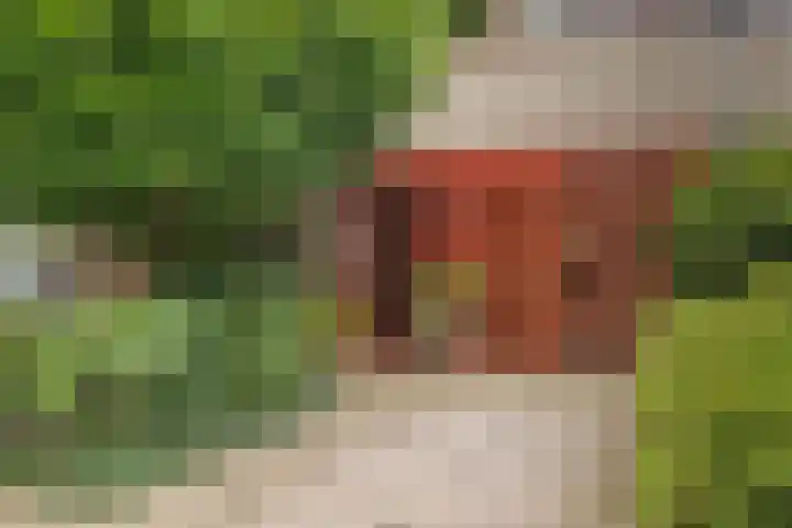 Akkerdistel 5 Rotterdam thumbnail 4