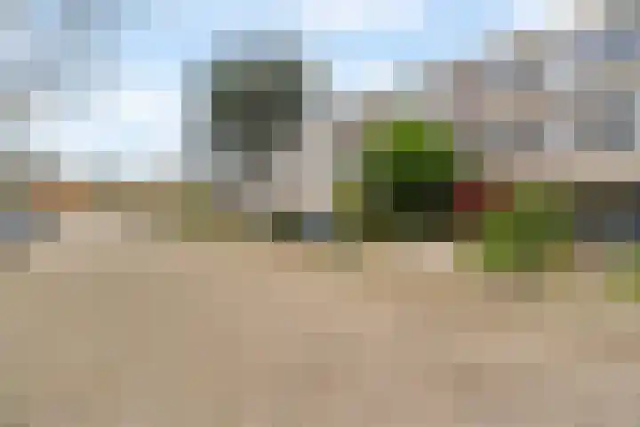 Akkerdistel 5 Rotterdam thumbnail 5