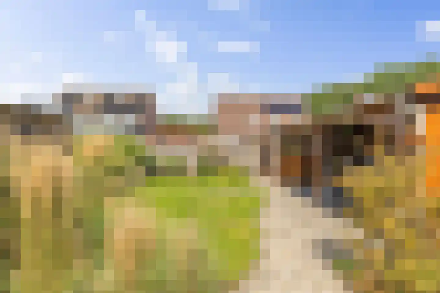 Akkerdistel 56 Klazienaveen thumbnail 10