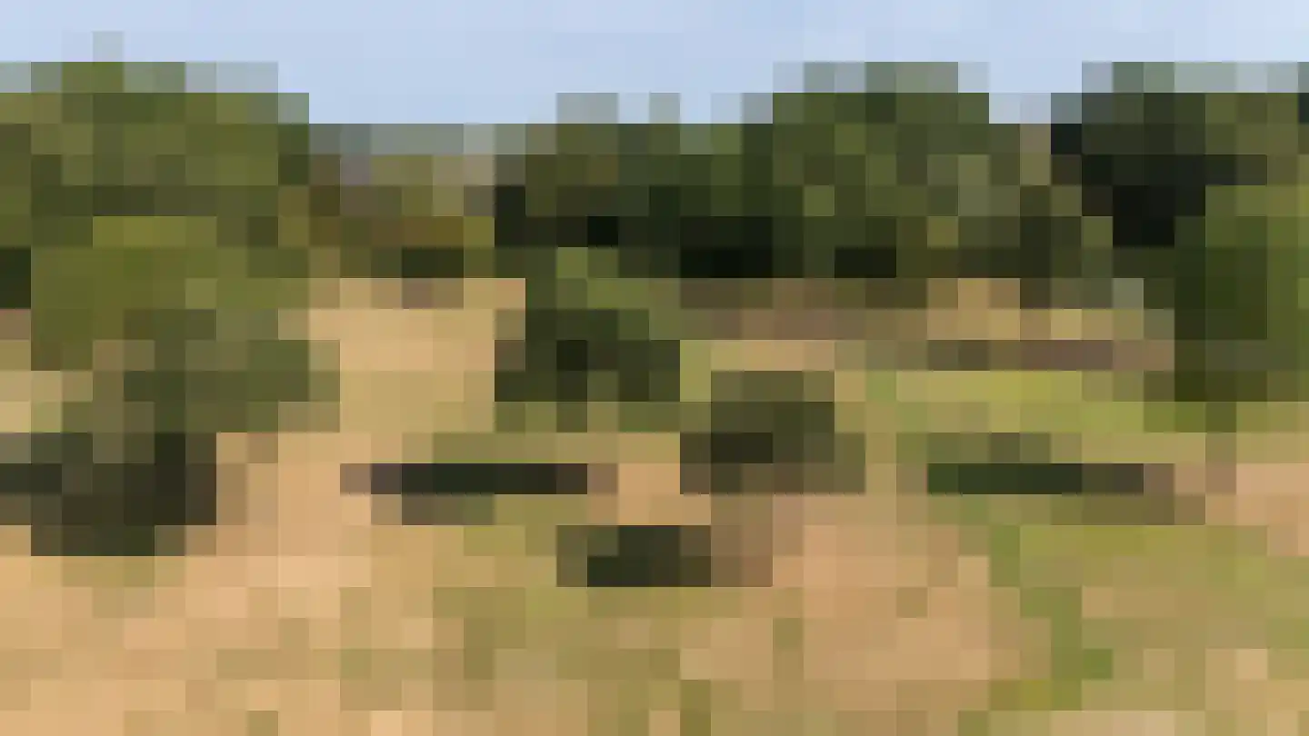 Akkerdistel 56 Klazienaveen thumbnail 44