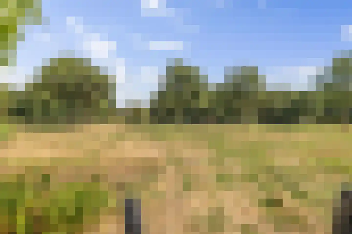Akkerdistel 56 Klazienaveen thumbnail 45