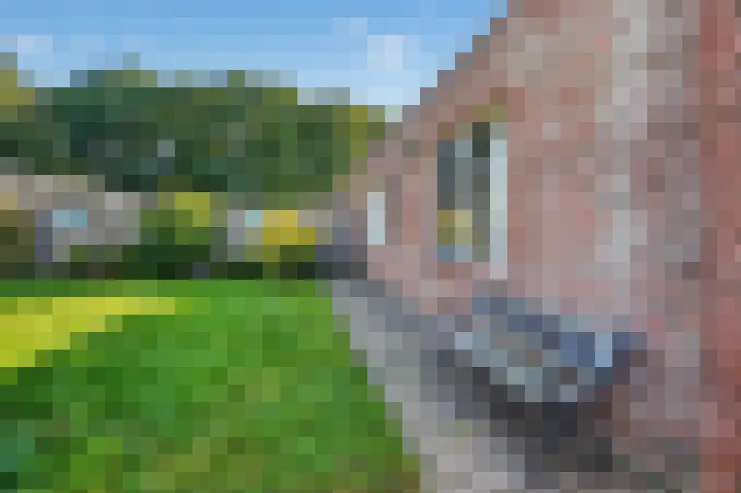 Akkerdistel 78 Klazienaveen thumbnail 42