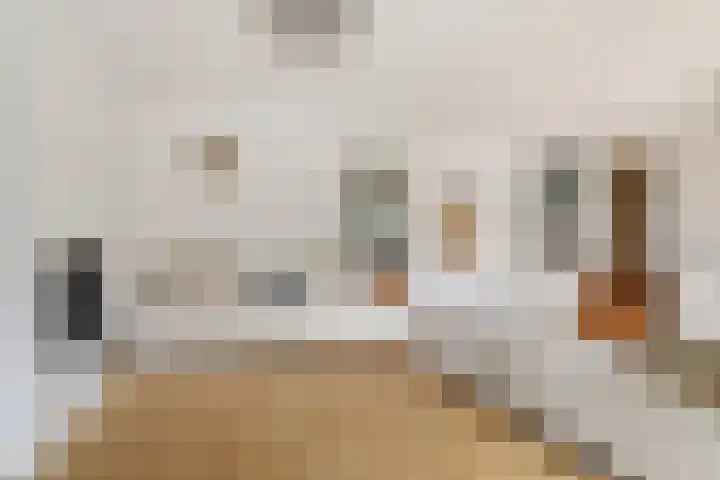Akkerhommel 5 Krommenie thumbnail 17