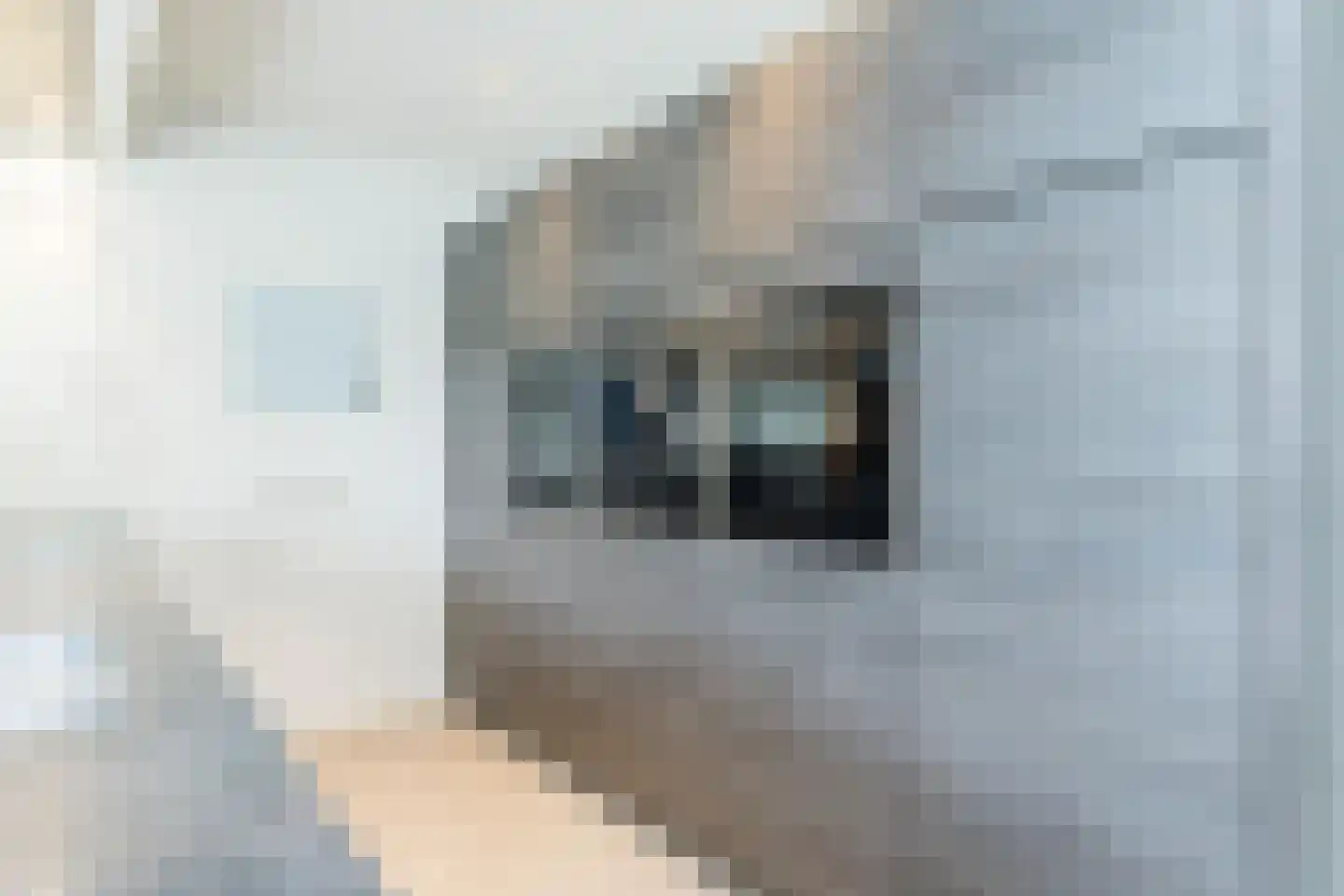 Akkerklokje 4 Voerendaal thumbnail 14