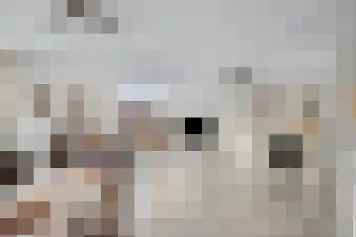 Akkerlingen 2 a Hoeven thumbnail 8