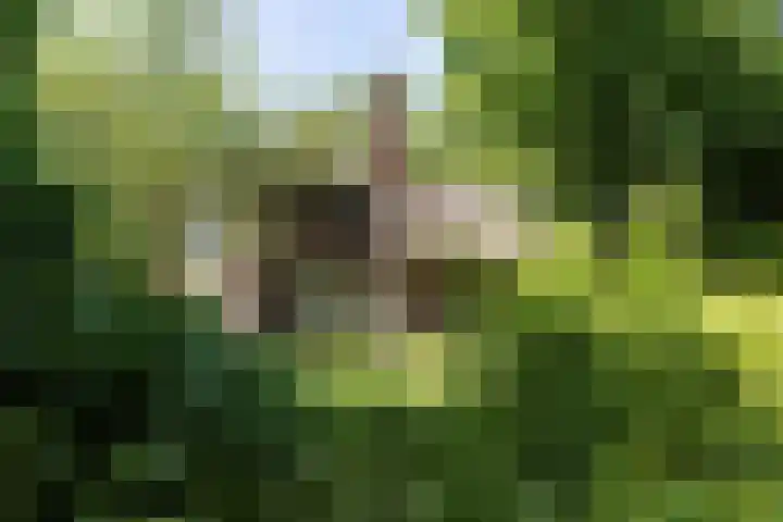 Akkerstraat 15 Didam thumbnail 17