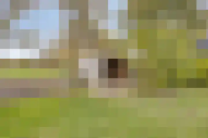 Akkerstraat 22 Herpt thumbnail 32