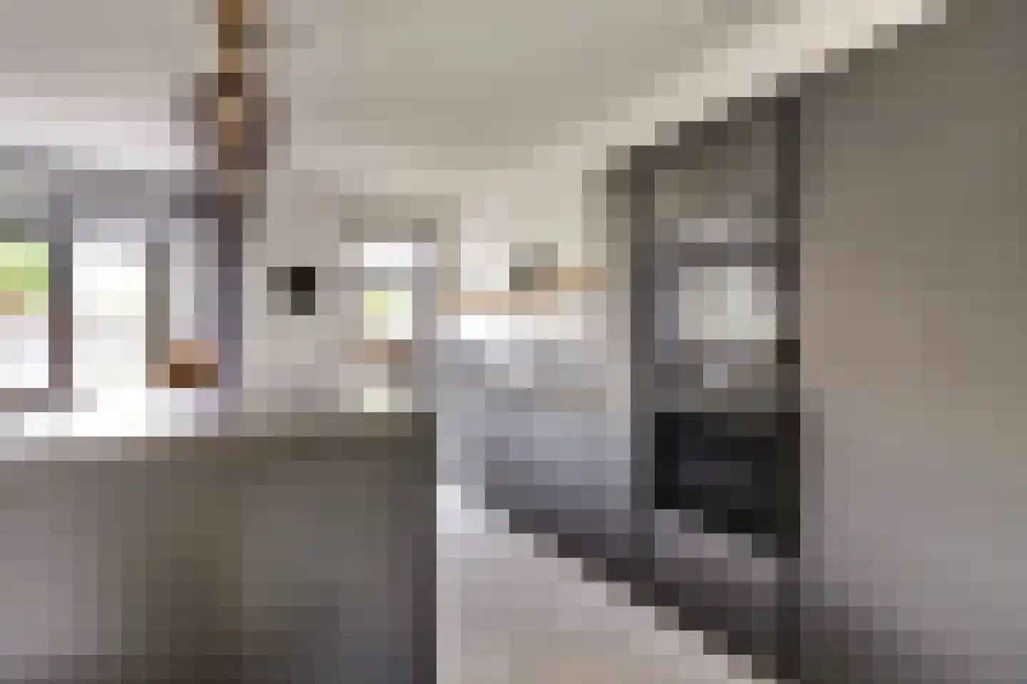 Akkerviool 19 Hendrik-Ido-Ambacht thumbnail 19