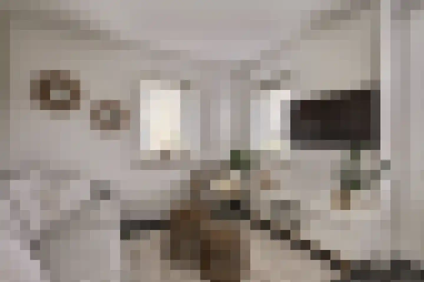 Akkerviool 19 Hendrik-Ido-Ambacht thumbnail 35