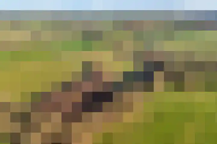 Akkerweg 1 Lemelerveld thumbnail 13