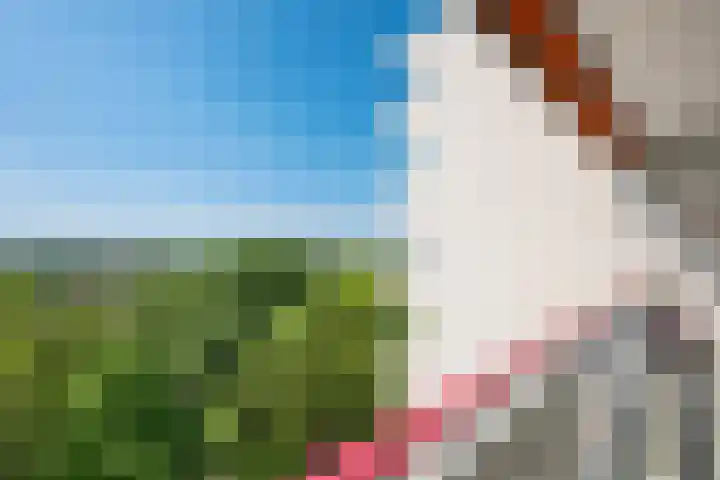 Akkerwinde 128 Capelle aan den IJssel thumbnail 30