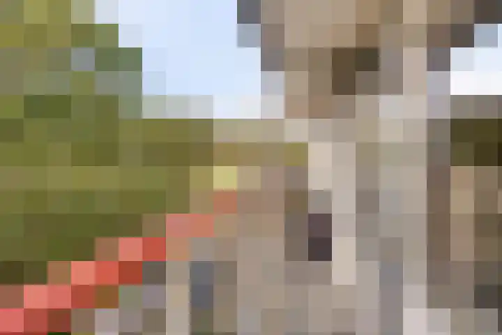 Akkerwinde 222 Capelle aan den IJssel thumbnail 22