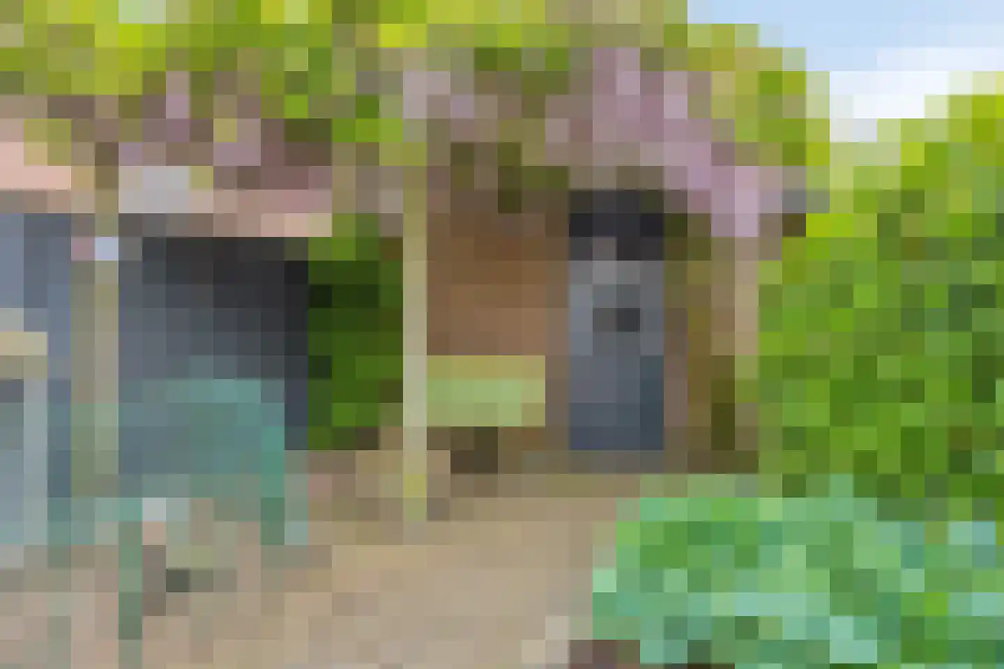 Akkerwinde 33 Best thumbnail 39