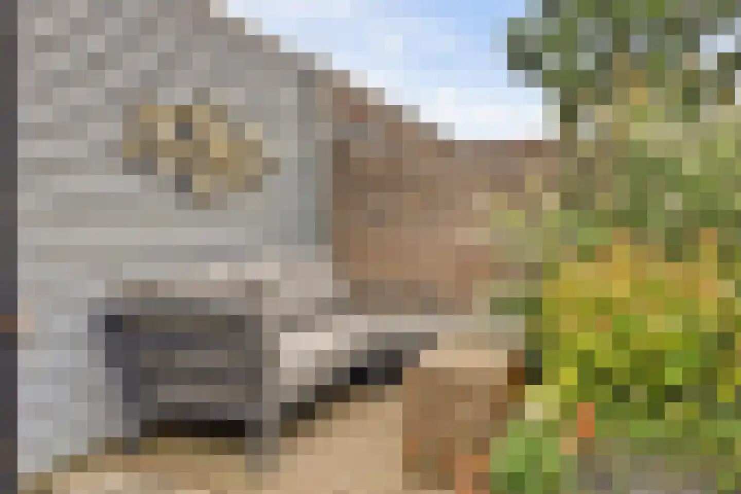 Akkerwinde 75 Best thumbnail 31
