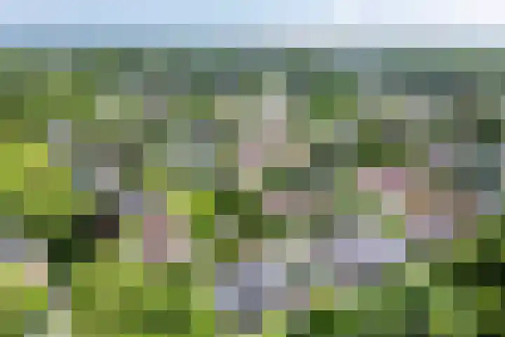 Akkrumlaan 19 Arnhem thumbnail 59