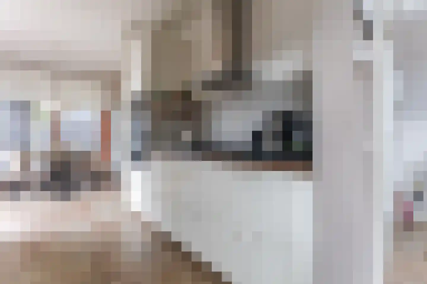 Akoniet 7 Papendrecht thumbnail 5