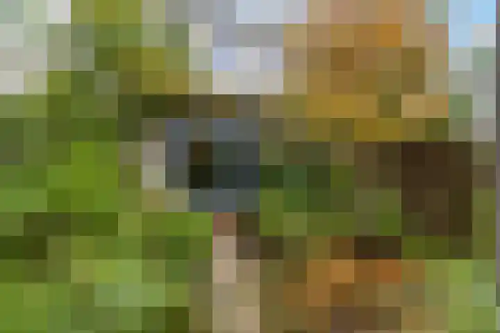 Akulaan 54 Ede thumbnail 5