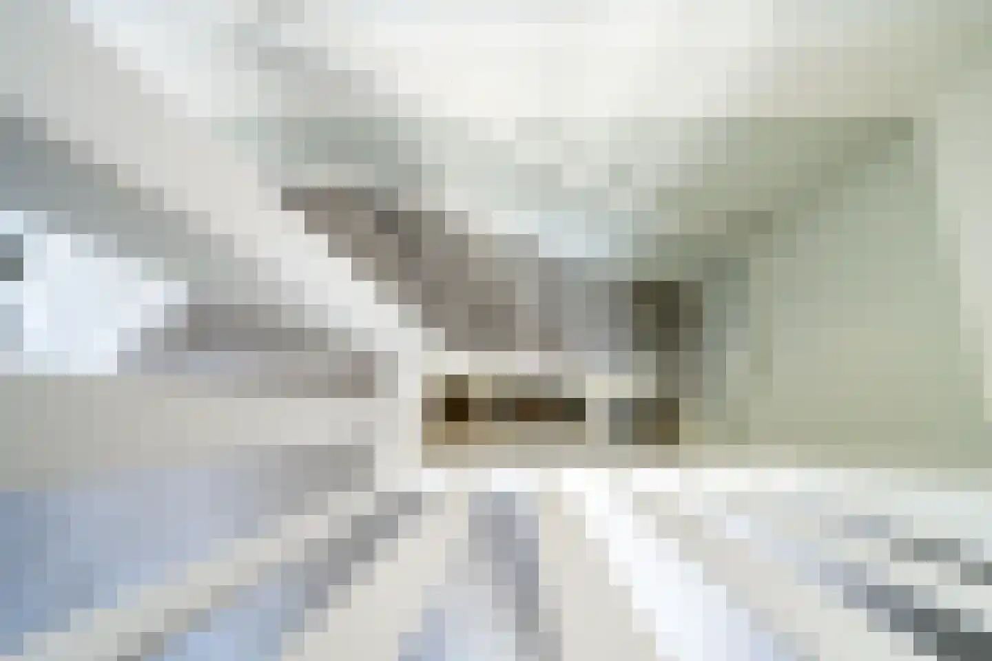 Alant 4 Brummen thumbnail 29