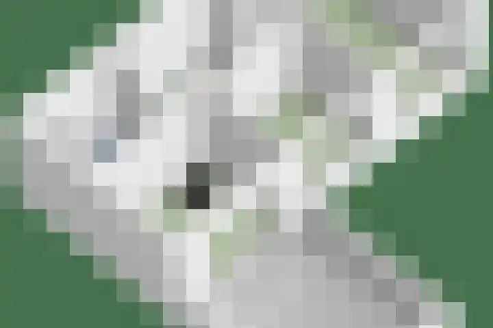 Alaskahof 4 IJsselstein thumbnail 40