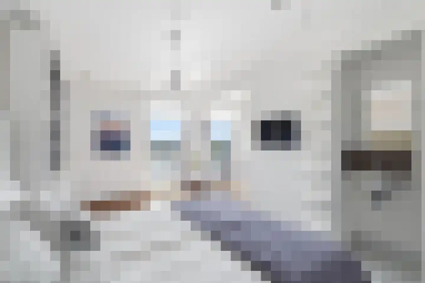 Albatrospad 22 Amsterdam thumbnail 19